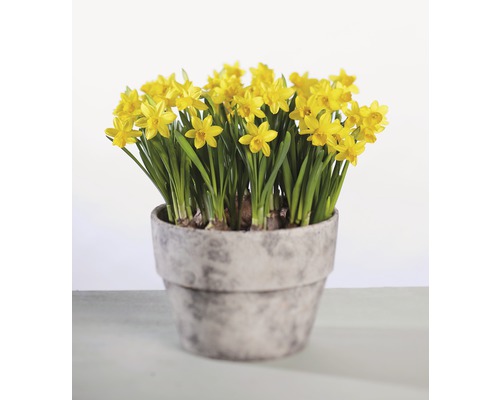 Narzisse, Osterglocke FloraSelf Narcissus pseudonarcissus 'Tete a Tete' Ø 12 cm Topf