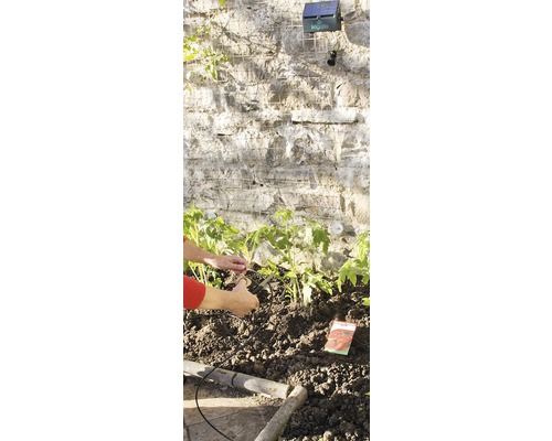 Bewässerungssystem für Tomatenpflanzen im Garten