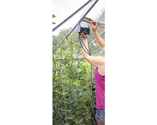 Frau installiert Bewässerungssystem im Gewächshaus für Tomatenpflanzen