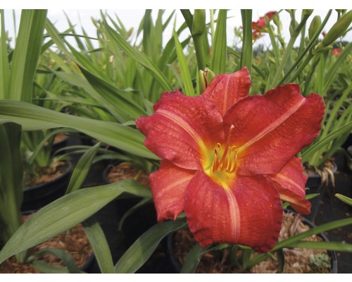 Taglilie FloraSelf Hemerocallis 'Ruby Stella' H 5-20 cm Co 0,5 L