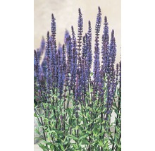 Salbei Pflanze mit lila Blütenständen und grünen Blättern