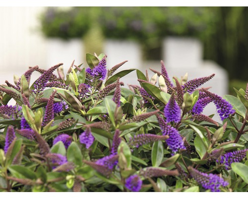 Hebe ''Midsummer Beauty'' mit violetten Blütenständen und grünen Blättern