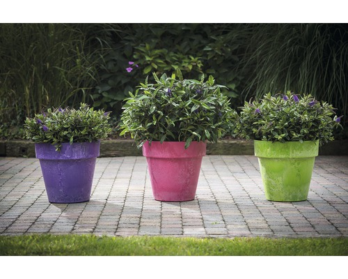 Drei Blumentöpfe mit Pflanzen auf einem Steinboden im Garten.