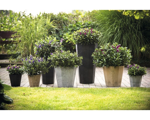 Verschiedene Pflanzen in Pflanzgefäßen unterschiedlicher Größe auf einer Rasenfläche.