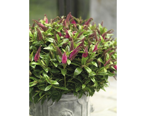 Hebe Strauch mit rosa Blüten in einem Topf.