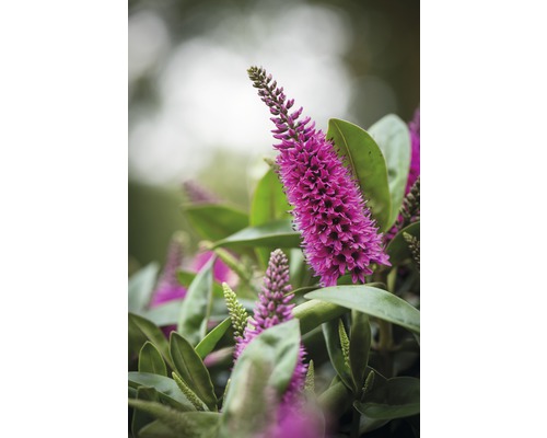 Nahaufnahme einer Hebe-Pflanze mit violetten Blütenständen und grünen Blättern