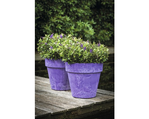 Zwei Pflanztöpfe mit Pflanzen auf einem Holzsteg.