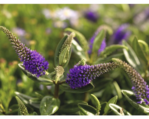 Blühende Veronica-Pflanze mit grünen Blättern