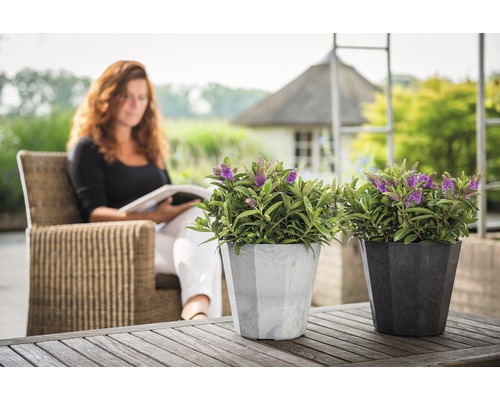 Zwei Veronica Pflanzen in Töpfen auf einem Holztisch, eine Frau liest im Hintergrund.