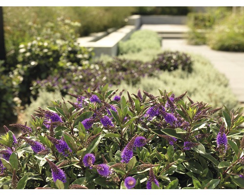 Gartenlandschaft mit blühenden Sträuchern und Pflanzen