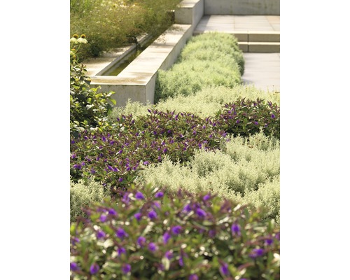 Gartenszene mit verschiedenen Pflanzenarten, Wasserelement und Steintreppe.