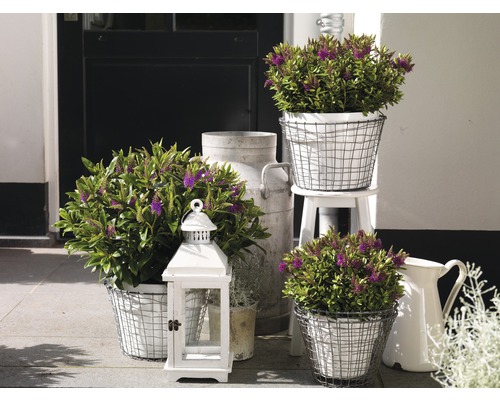 Dekorative Anordnung mit Pflanzen in Drahtkörben, einer Laterne und einer Milchkanne