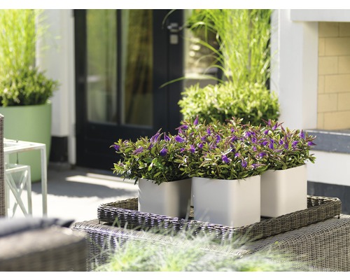 Dekorative Pflanzen in quadratischen Töpfen auf einem Outdoor-Tisch