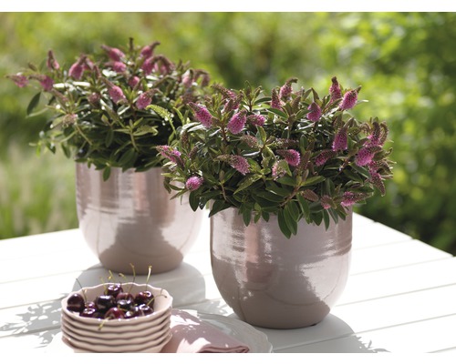 Zwei Veronica-Pflanzen in Töpfen auf einem Tisch