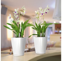Zwei Orchideen in weißen Blumentöpfen auf einer Theke