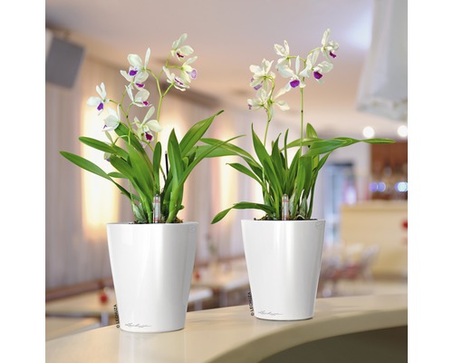 Zwei Orchideen in weißen Blumentöpfen auf einer Theke