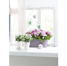Fensterdekoration mit Topfpflanzen, bestehend aus zwei Glockenblumen in Töpfen und einem länglichen Pflanzgefäß mit Primeln.