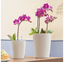 Zwei Mini-Orchideen in weißen Übertöpfen mit Bewässerungsanzeige