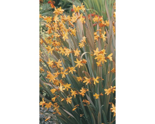 Montbretie 'George Davidson' Crocosmia crocosmiiflora 'George Davidson' H 10-30 cm Co 0,5 L Montbretie mit gelben Blüten und grünen Blättern