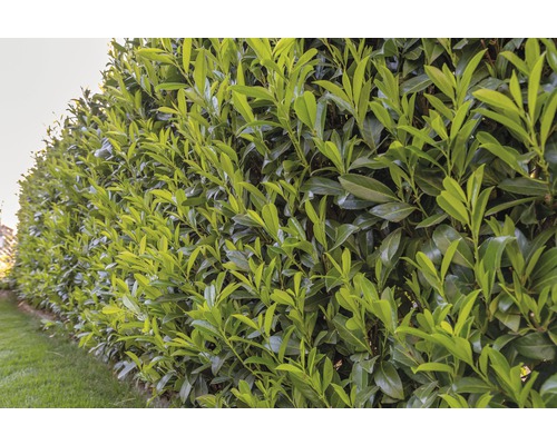 Im Bild ist eine grüne Lorbeerhecke zu sehen.