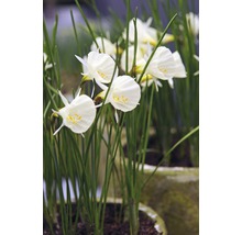 Blumenzwiebel Premium Narzisse 'White Petticoat' 6 Stk.