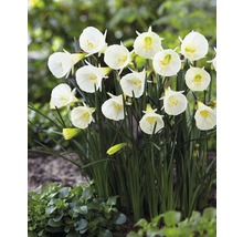 Blumenzwiebel Premium Narzisse 'White Petticoat' 6 Stk.