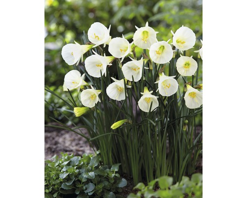 Gruppe von Narzissen im Garten