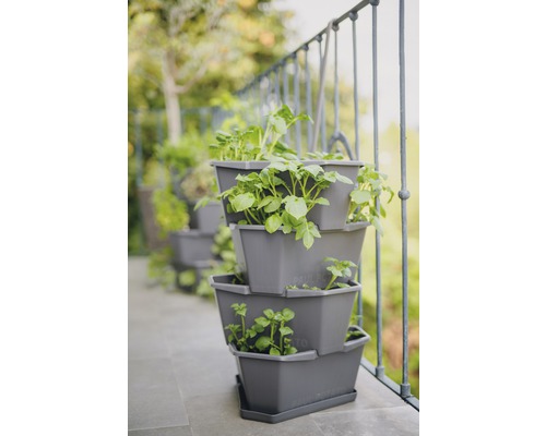 Etagen Pflanzgefäß mit Kartoffelpflanzen auf einem Balkon.