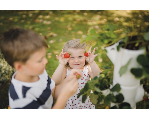 Zwei Kinder ernten Erdbeeren aus einem vertikalen Garten.