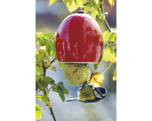 Vogel frisst an einer Futterstation in Form eines Apfels