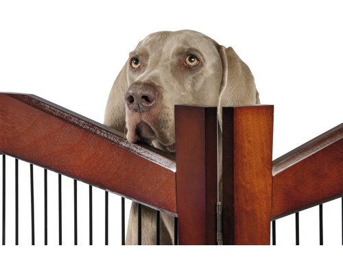 Weimaraner Hund schaut über ein Hunde Schutzgitter aus Holz und Metall