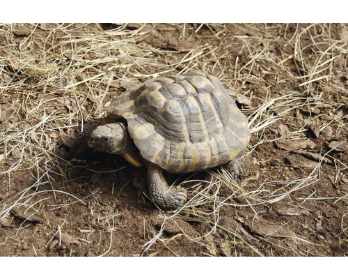 Landschildkröte auf Erde und Stroh