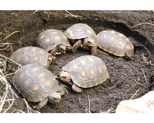 Eine Gruppe Landschildkröten auf Erde