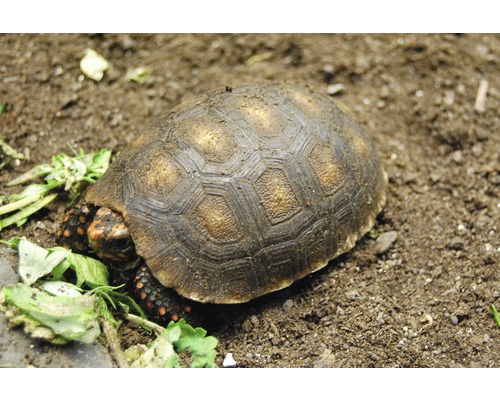Kirschkopfschildkröte auf Erde mit Pflanzen