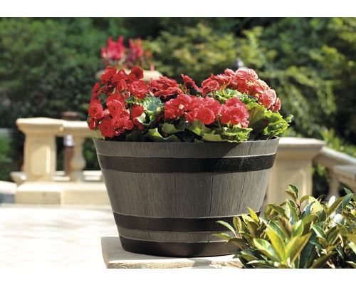 Blumenkübel mit roten Begonien im Garten