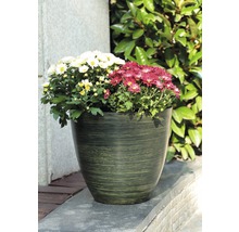 Blumentopf mit weißen und roten Chrysanthemen