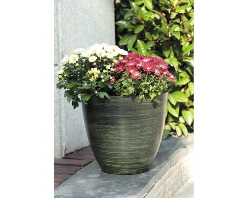 Blumentopf mit weißen und roten Chrysanthemen