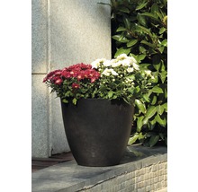 Schwarzer Pflanztopf mit roten und weißen Chrysanthemen
