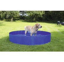 Hund steht in einem blauen Hunde-Pool im Garten