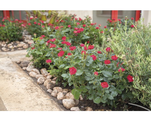 Beet mit blühenden Miniaturrosen und Steinen