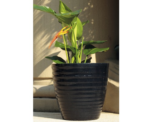 Heliconia Pflanze in einem Pflanzgefäß