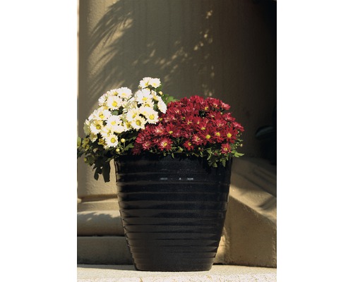 Blumentopf mit Herbstastern vor Säule