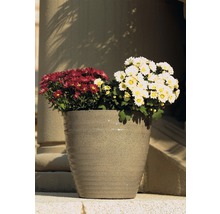 Blumentopf mit Chrysanthemen in Rot und Weiss