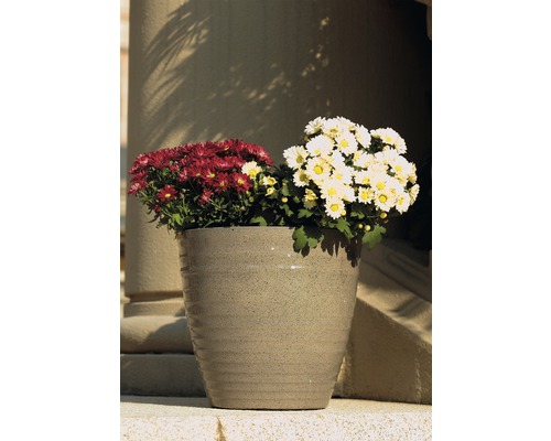 Blumentopf mit Chrysanthemen in Rot und Weiss