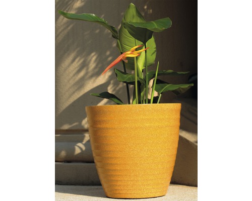 Zierpflanze in einem Pflanzgefäß