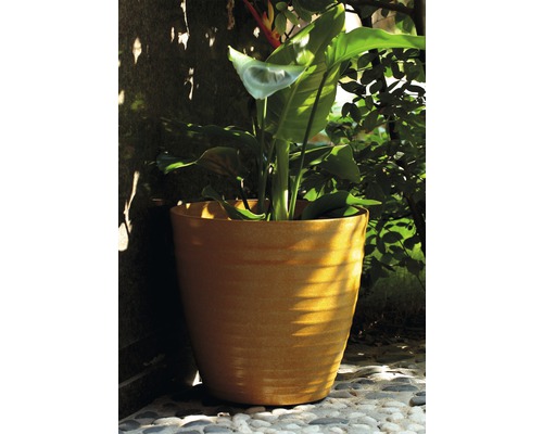 Pflanze in einem Blumentopf aus Terrakotta im Freien.