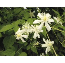 Blühende Clematis Staude im Detail