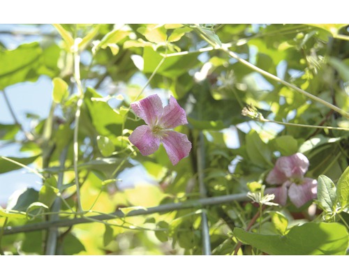 Blüte einer Clematis im Garten