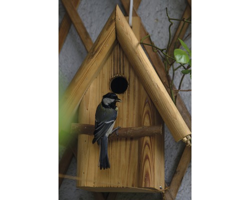 Vogel sitzt auf einem hölzernen Vogelhaus