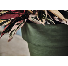 Zimmerpflanze in einem Blumentopf